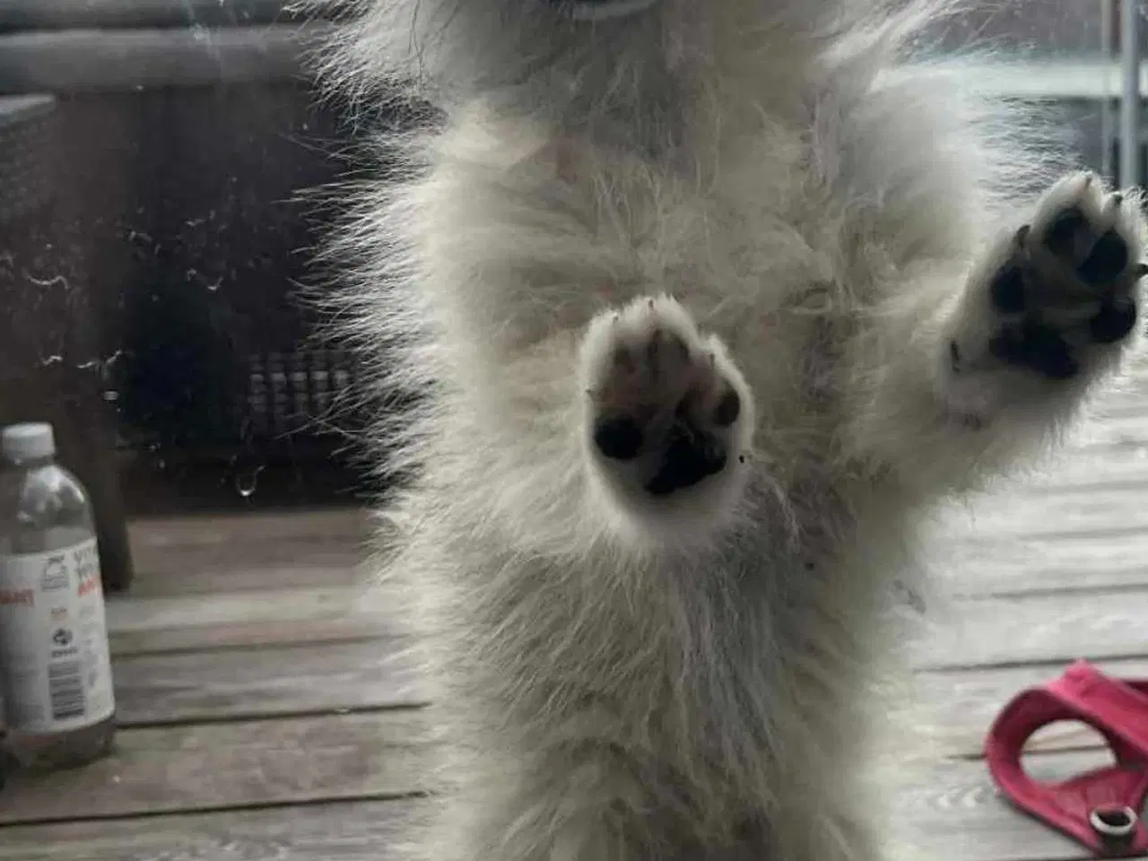 Billede 1 - Pomeranian 