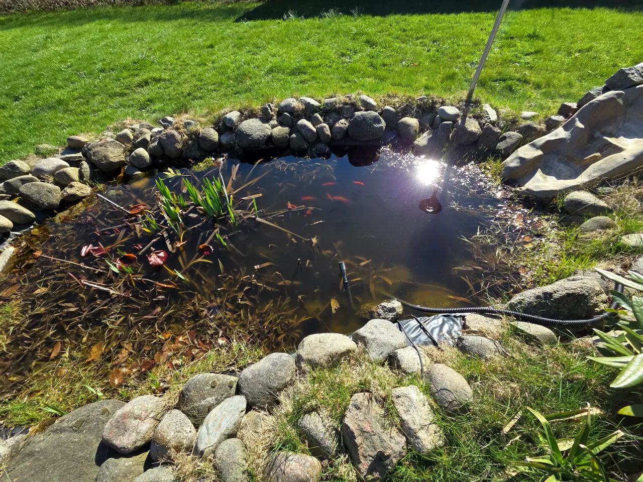 Billede 2 - Fiskedam