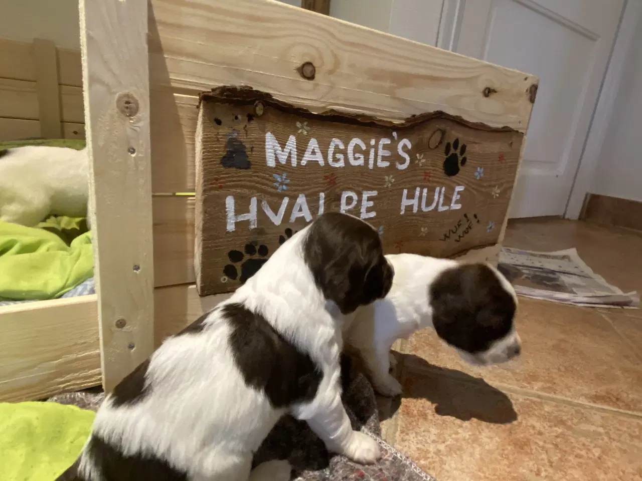 Billede 7 - Kleiner Munsterlænder - 2 hanhunde tilbage