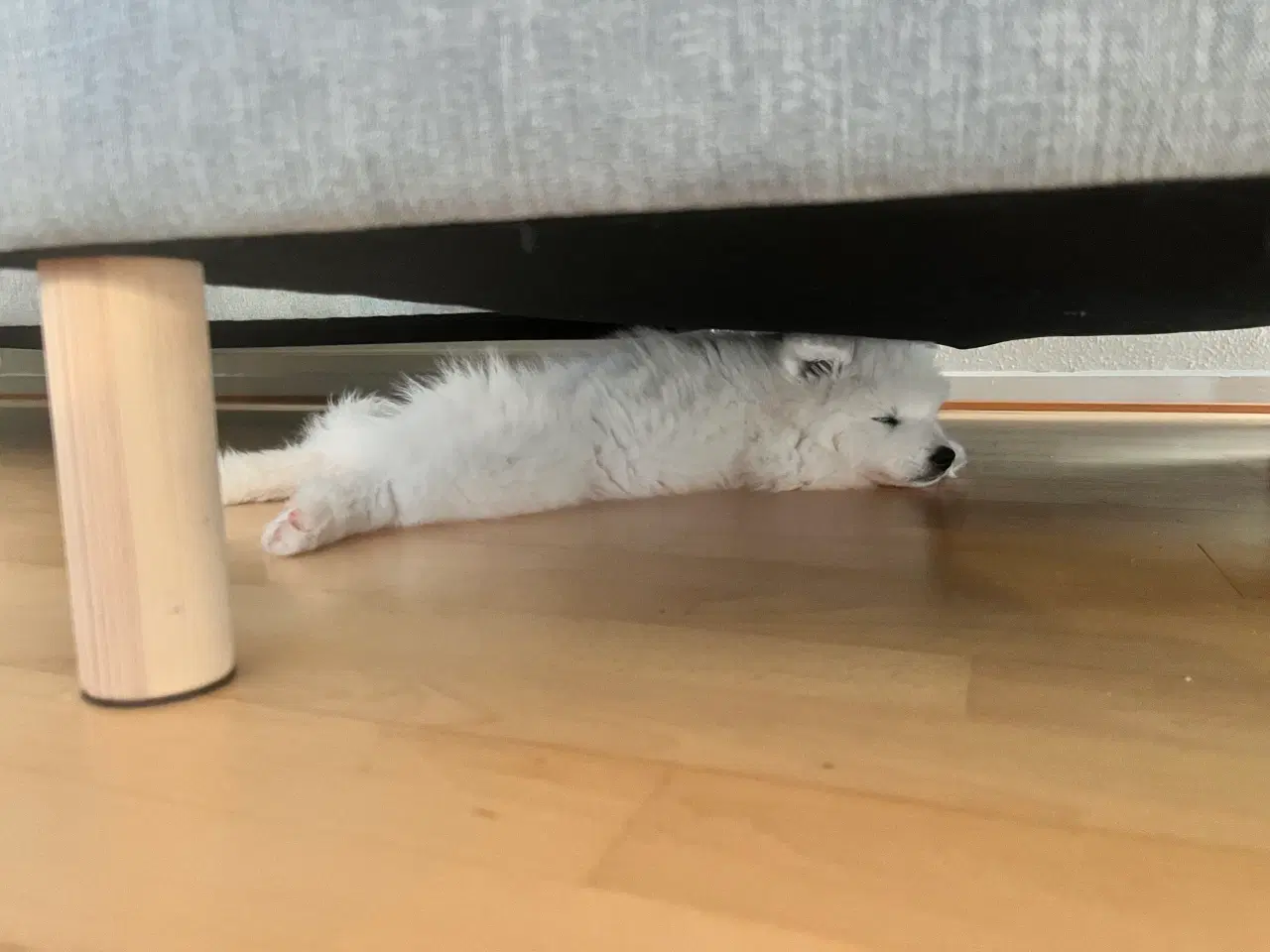 Billede 12 - 🐾 Smuk og kærlig samojedehvalp søger nyt hjem 🐾