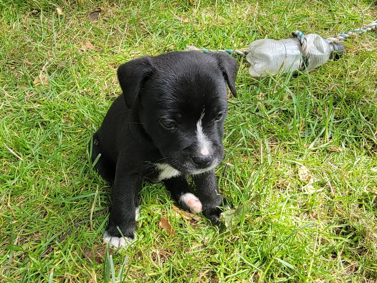 Billede 4 - Staffordshire Bull Terrier hvalpe