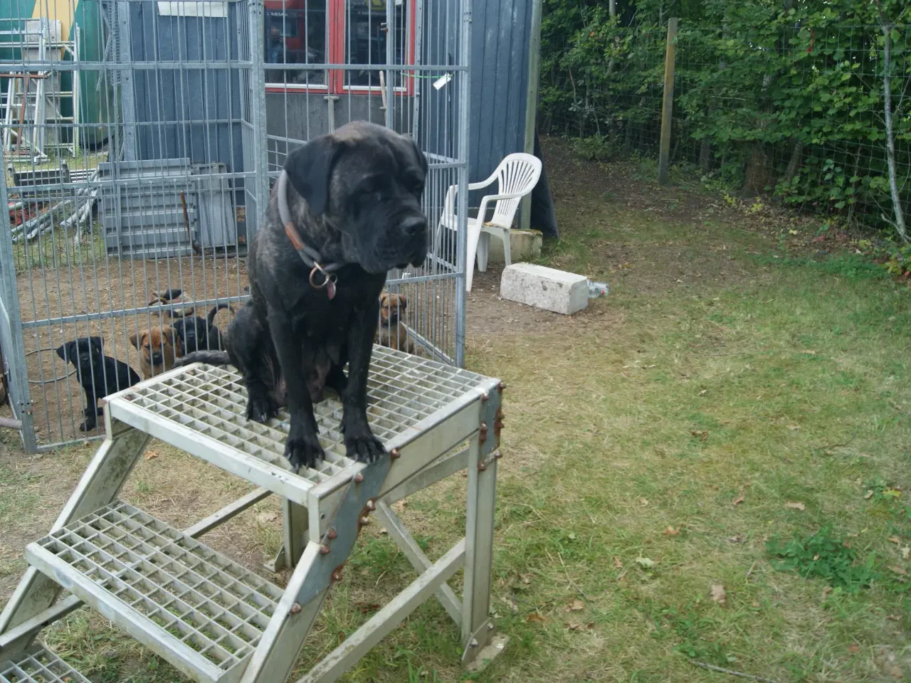 Billede 1 - Cane Corso blandings Hvalpe. d 31.08.25. 3 retur. 