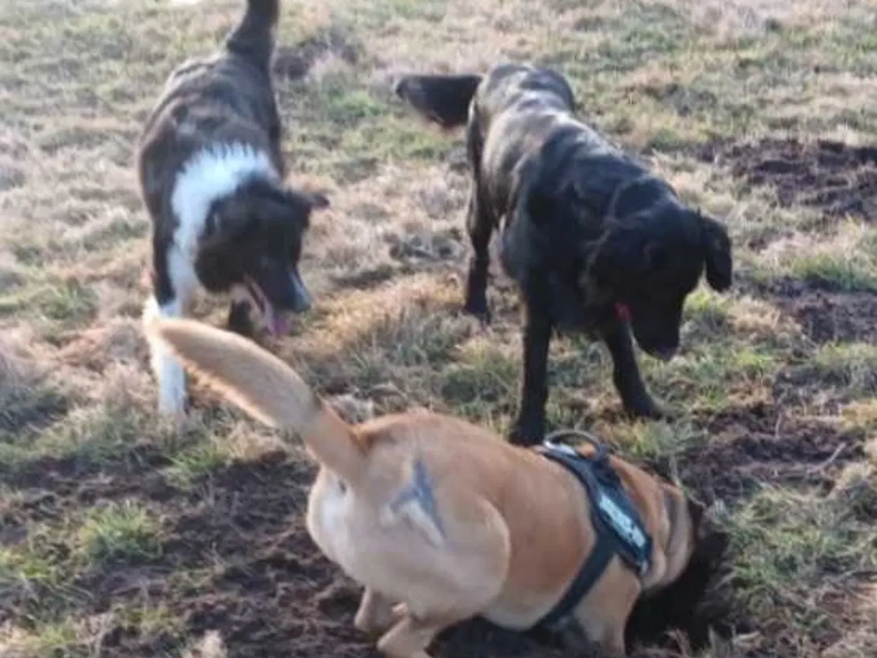 Billede 2 - Shar pei/malinois 
