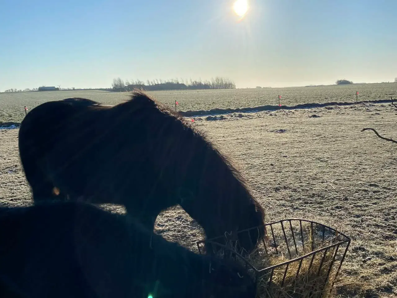 Billede 7 - Islænder + shetlandspony (reserveret) 