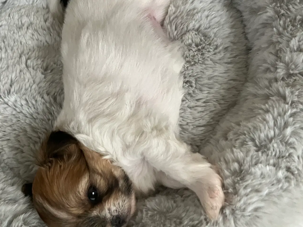 Billede 5 - Mini boomer