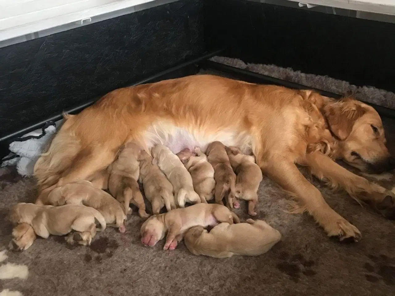 Billede 4 - mørkegyldne Golden retriever hvalpe sælges