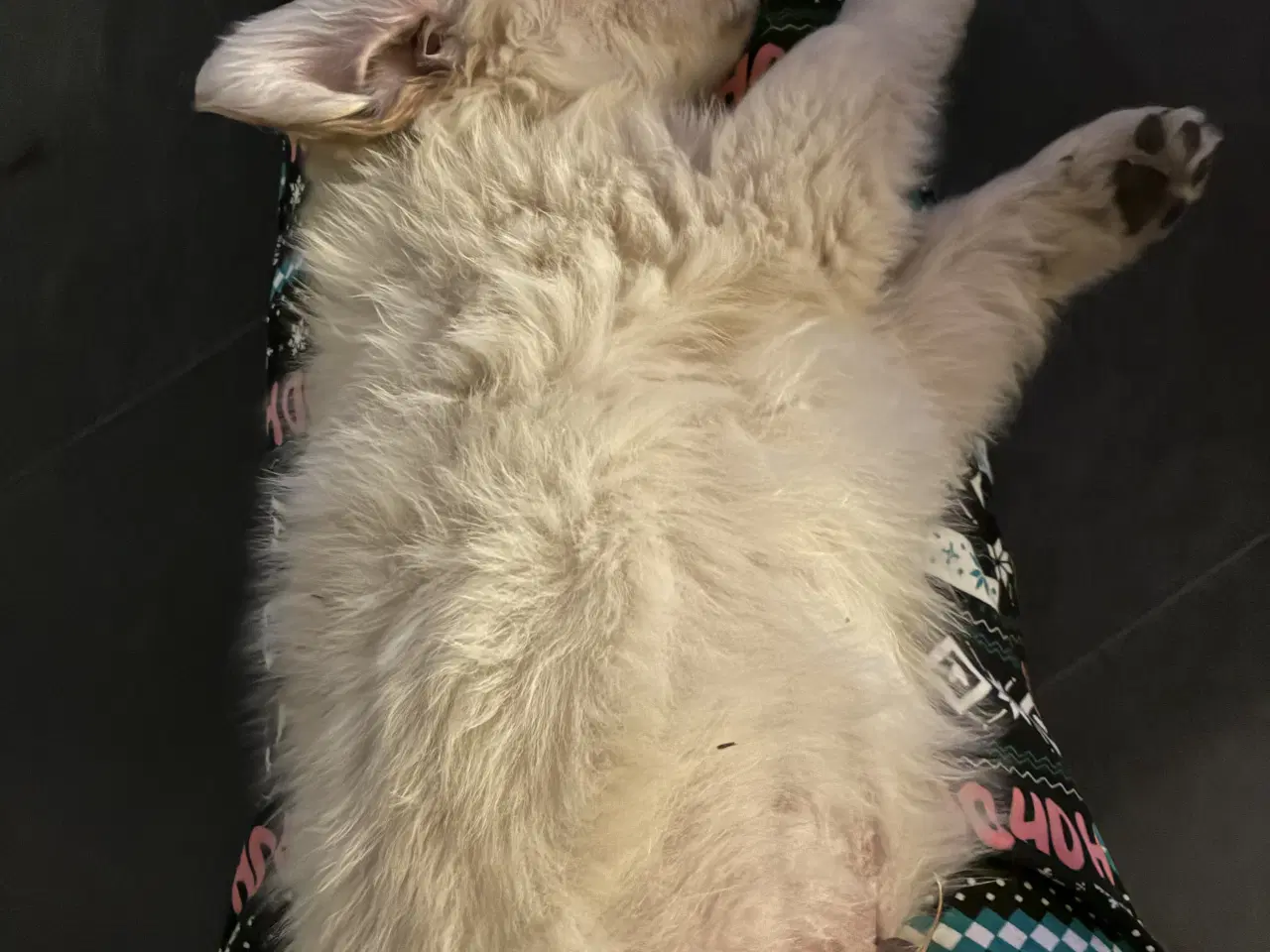 Billede 5 - Skønne familiehunde. Kun 2 tilbage. 