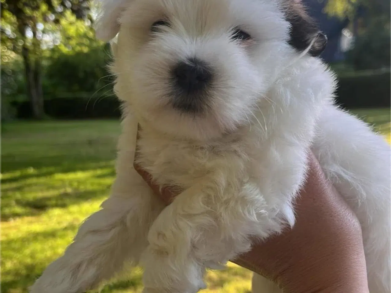 Billede 4 - Coton de tulear