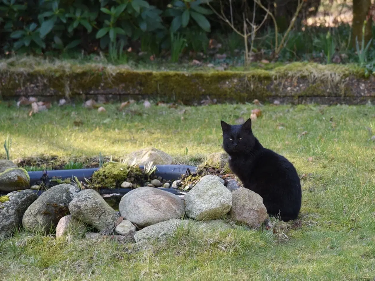 Billede 5 - British Bombay male cat