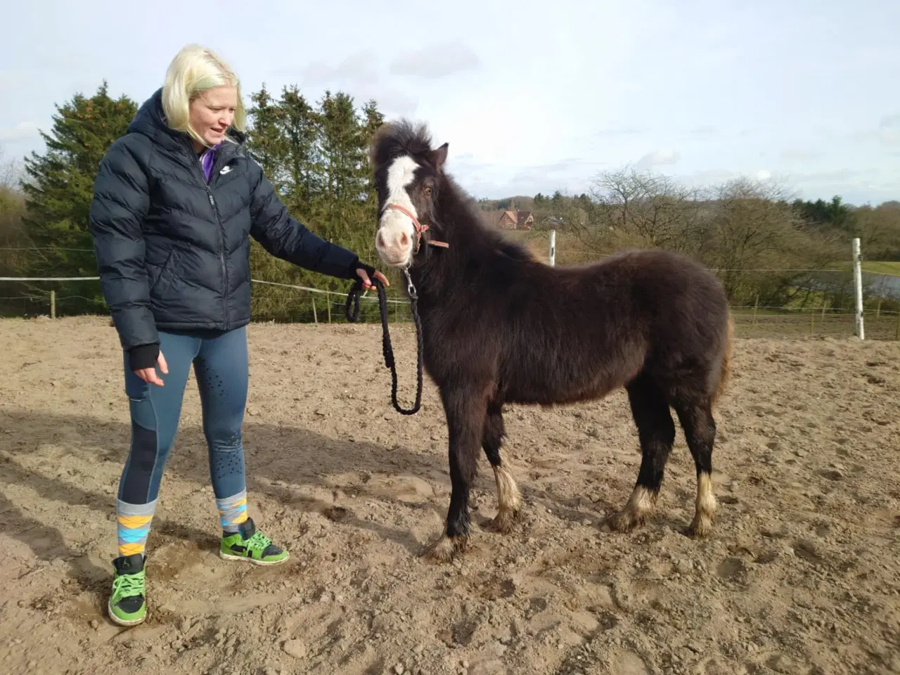 Billede 1 - Welsh cob 