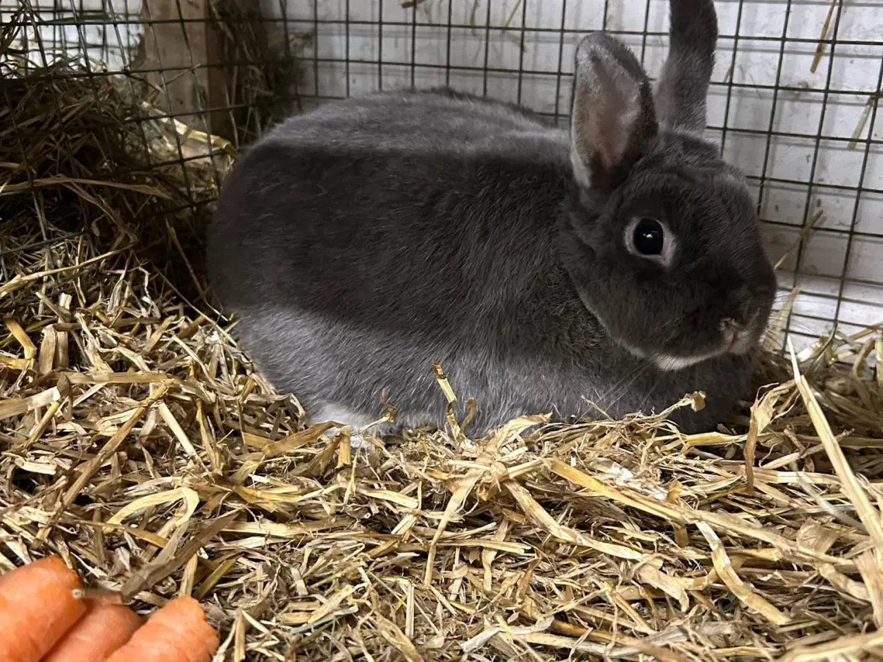 Billede 1 - Hermelin /mini lop