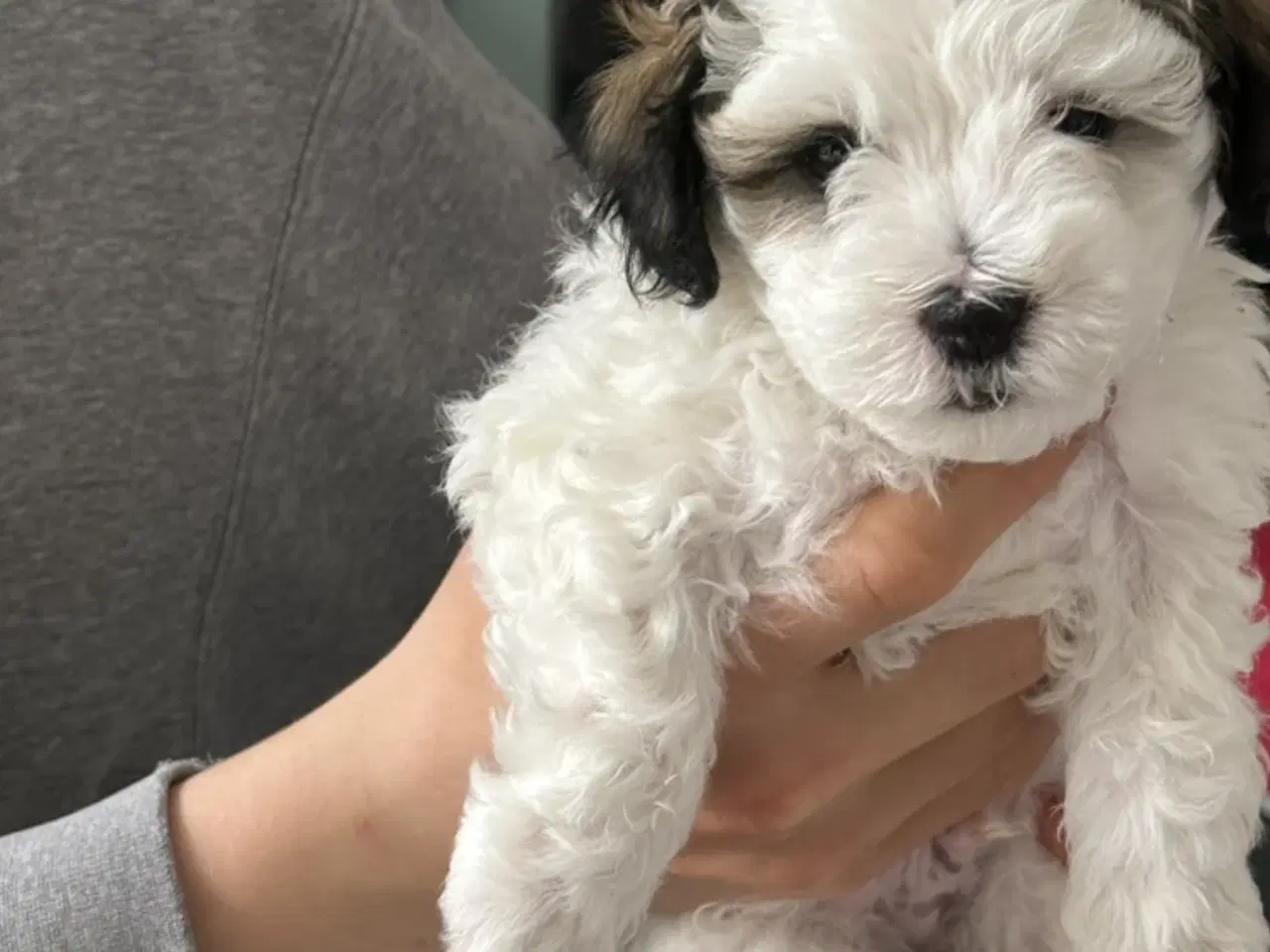 Billede 3 - Maltipoo hvalpe