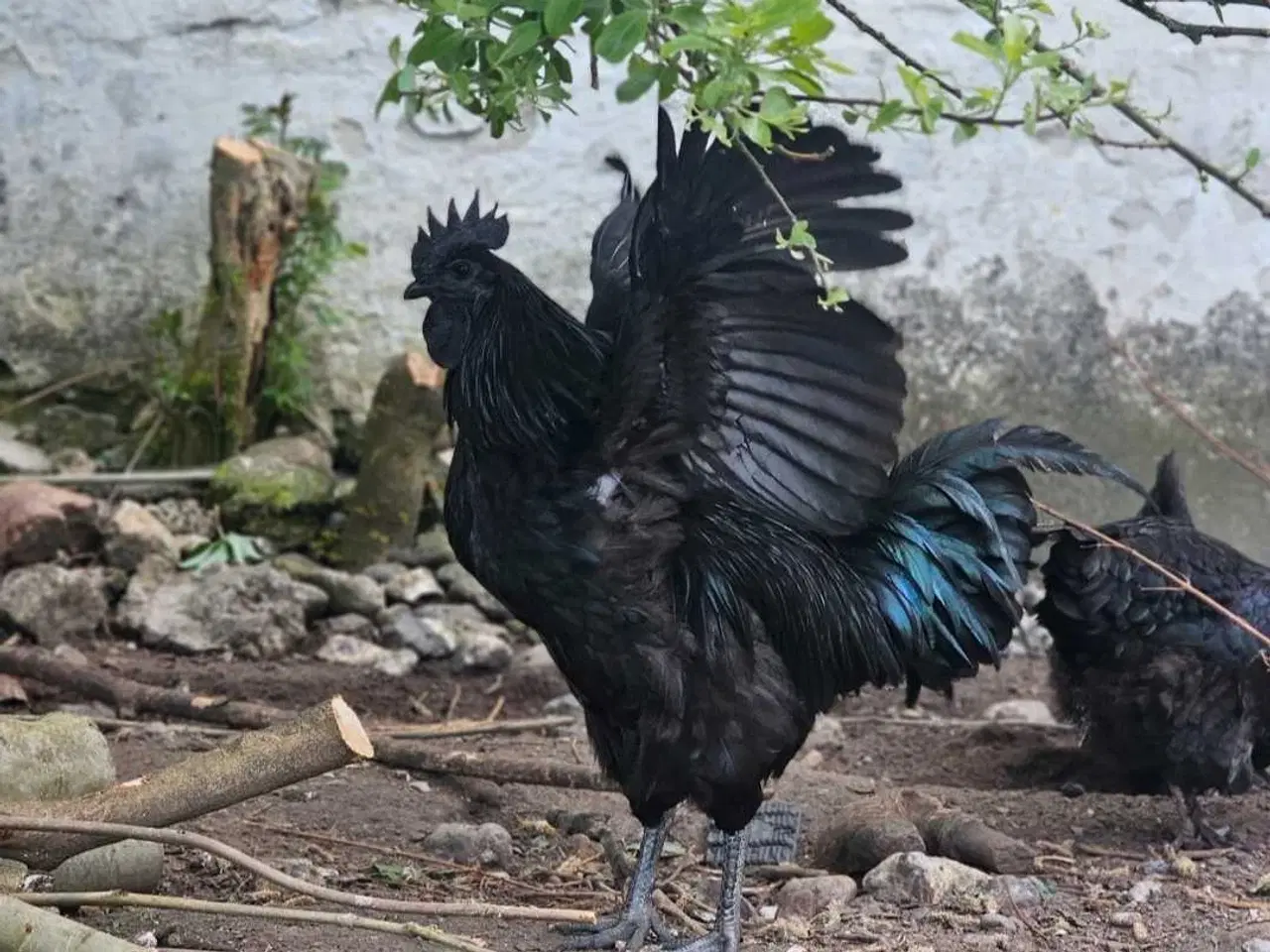 Billede 6 - Ayam Cemani rugeæg 