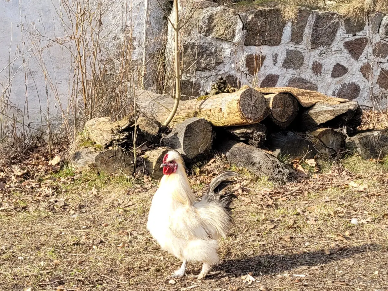 Billede 2 - Sød og flot silkehane sælges