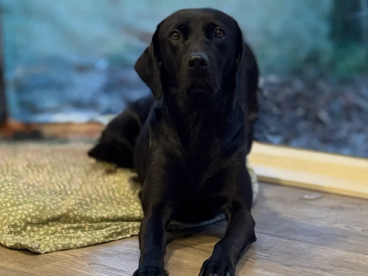 Billede 4 - Amerikanske Cockerdor hvalpe 