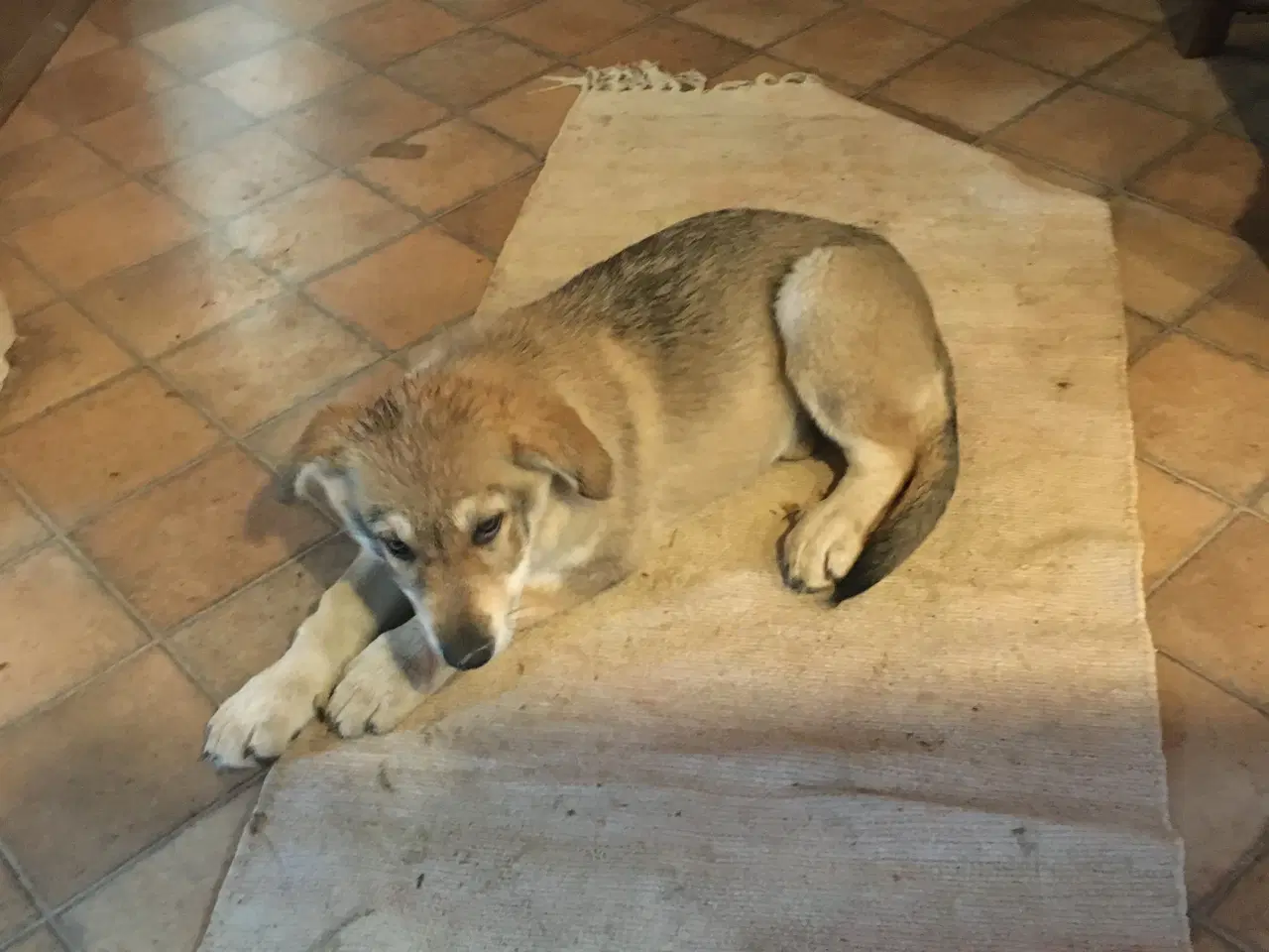 Billede 15 - Hvalpe af hvid schæfer og tjekkoslovakisk ulvehund