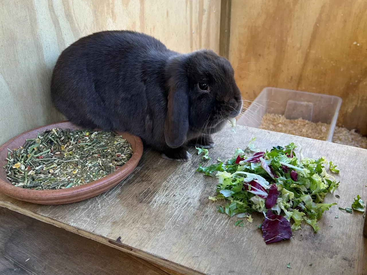 Billede 16 - 2 søde mini lop kaniner (søstre)
