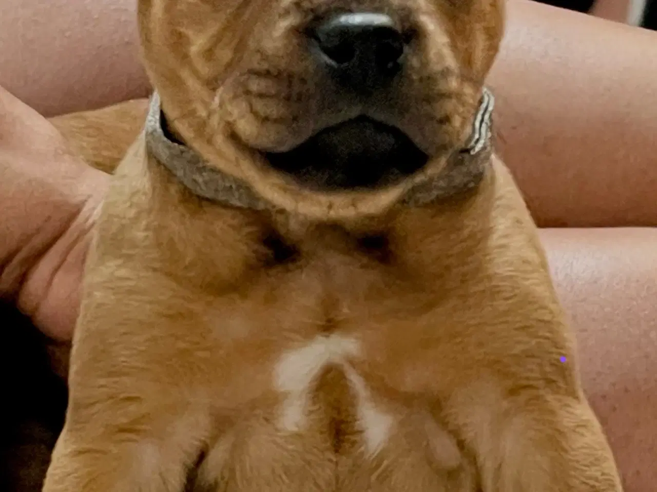 Billede 6 - Staffordshire Bull Terrier Hvalpe m. fin Stamtavle