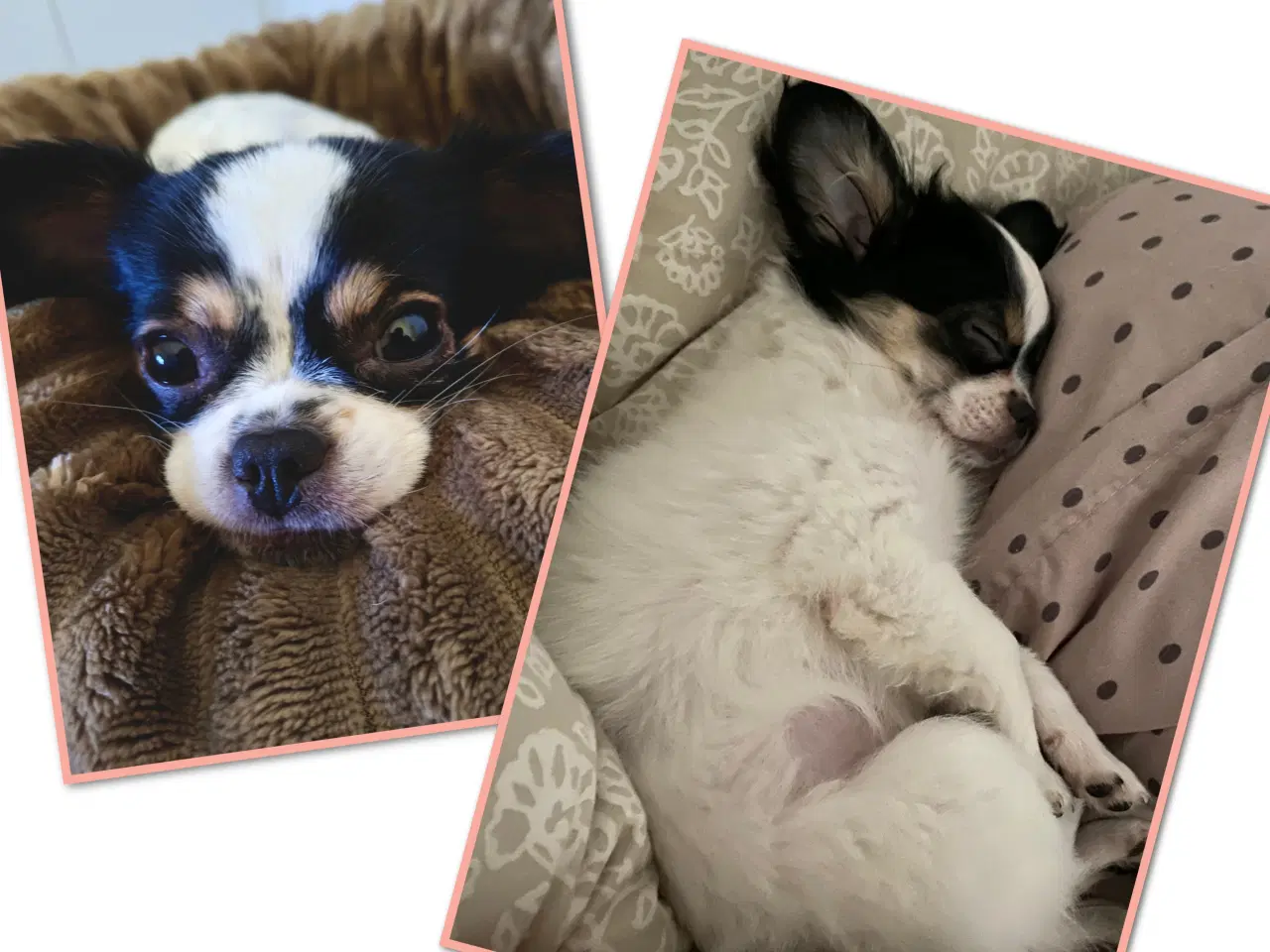 Billede 4 - Chihuahua med et strejf af shih tzu