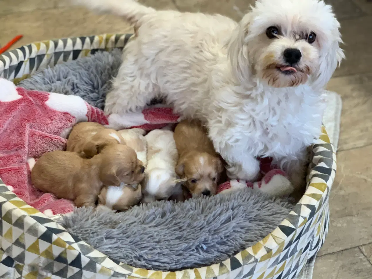 Billede 20 - Små fine cavapoo/ Maltipoo babyer