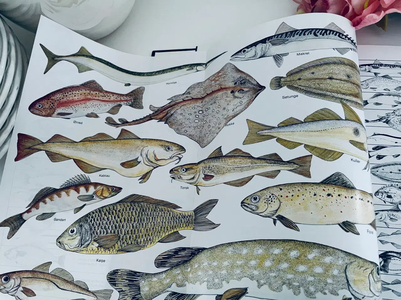 Billede 5 - Menu internationalt madleksikon - fisk og skaldyr 