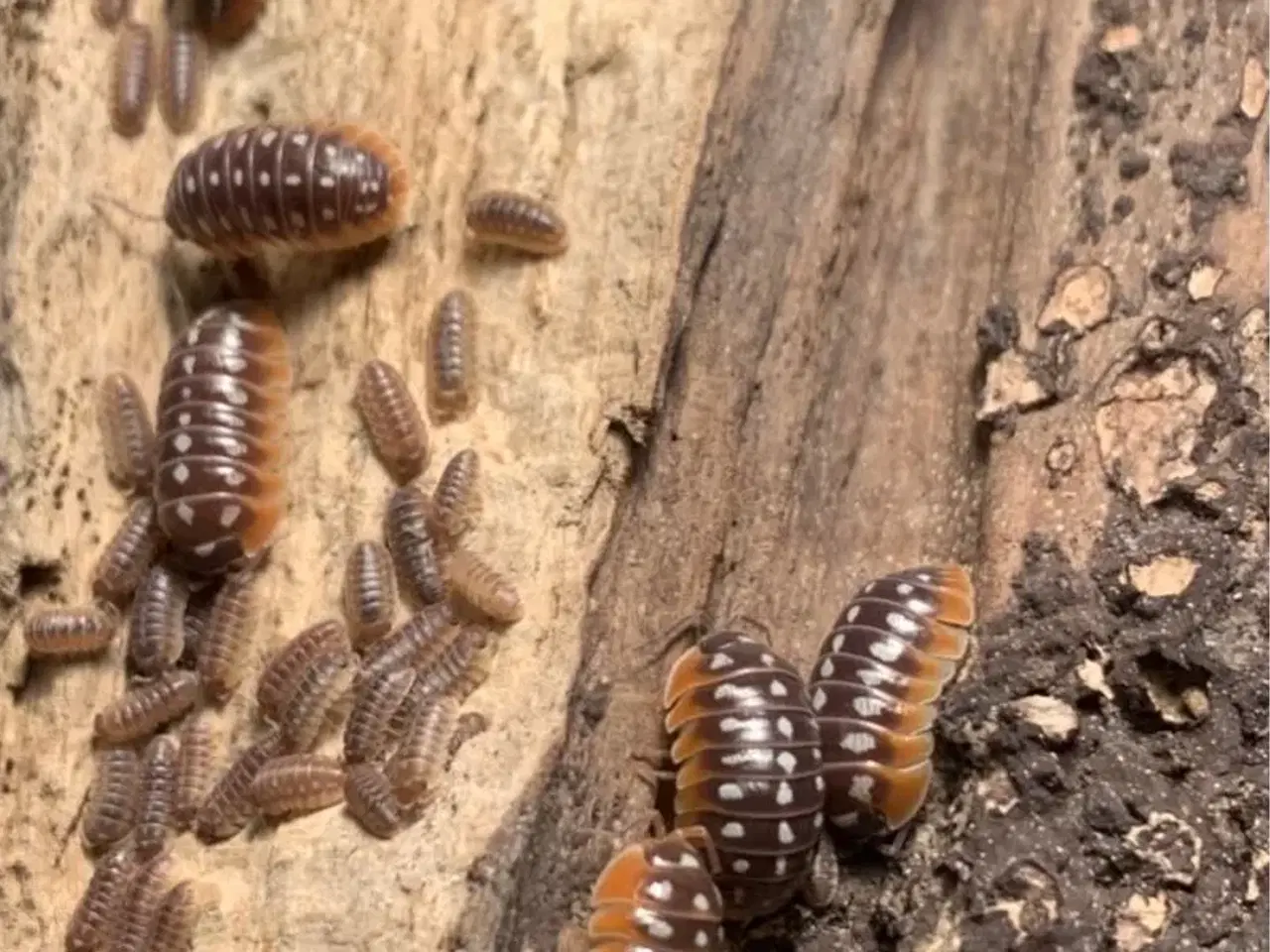 Billede 2 - Armadillidium Klugii Slano