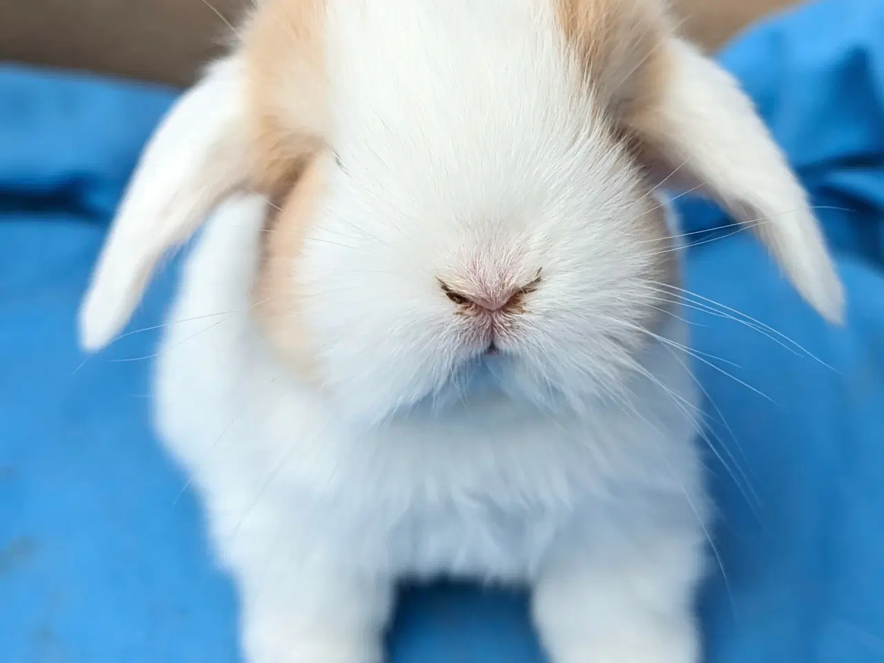 Billede 2 - Minilop kaninunge sælges