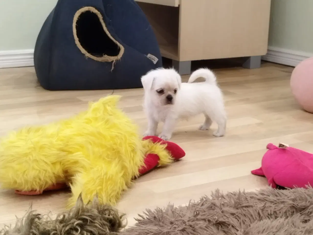 Billede 4 - Mops/Coton hvalpe 