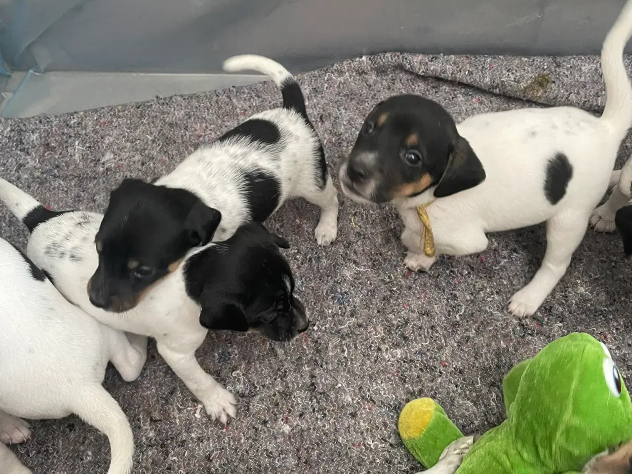 Billede 3 - Foxterrier til salg