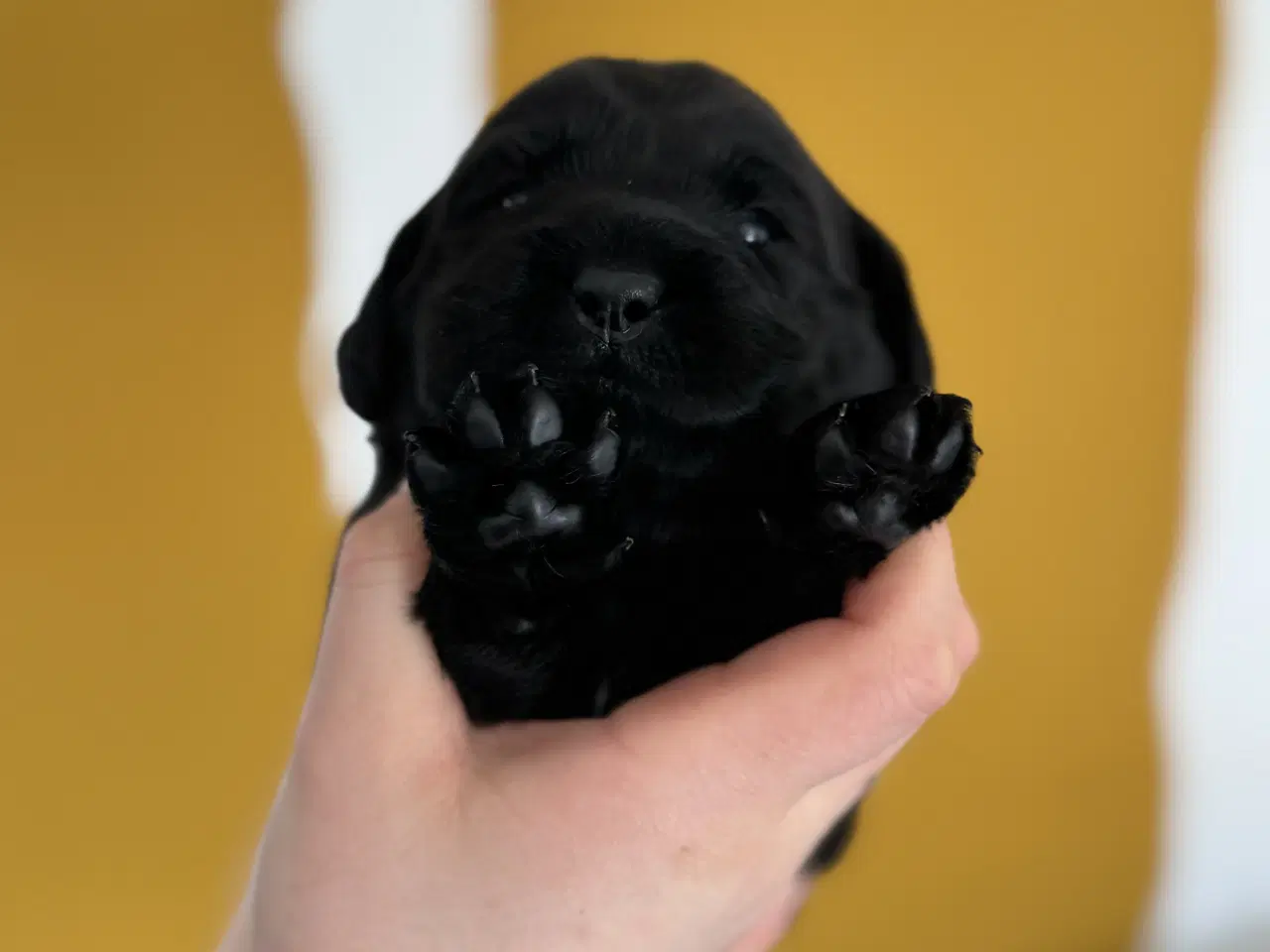 Billede 4 - Amerikanske Cockerdor hvalpe