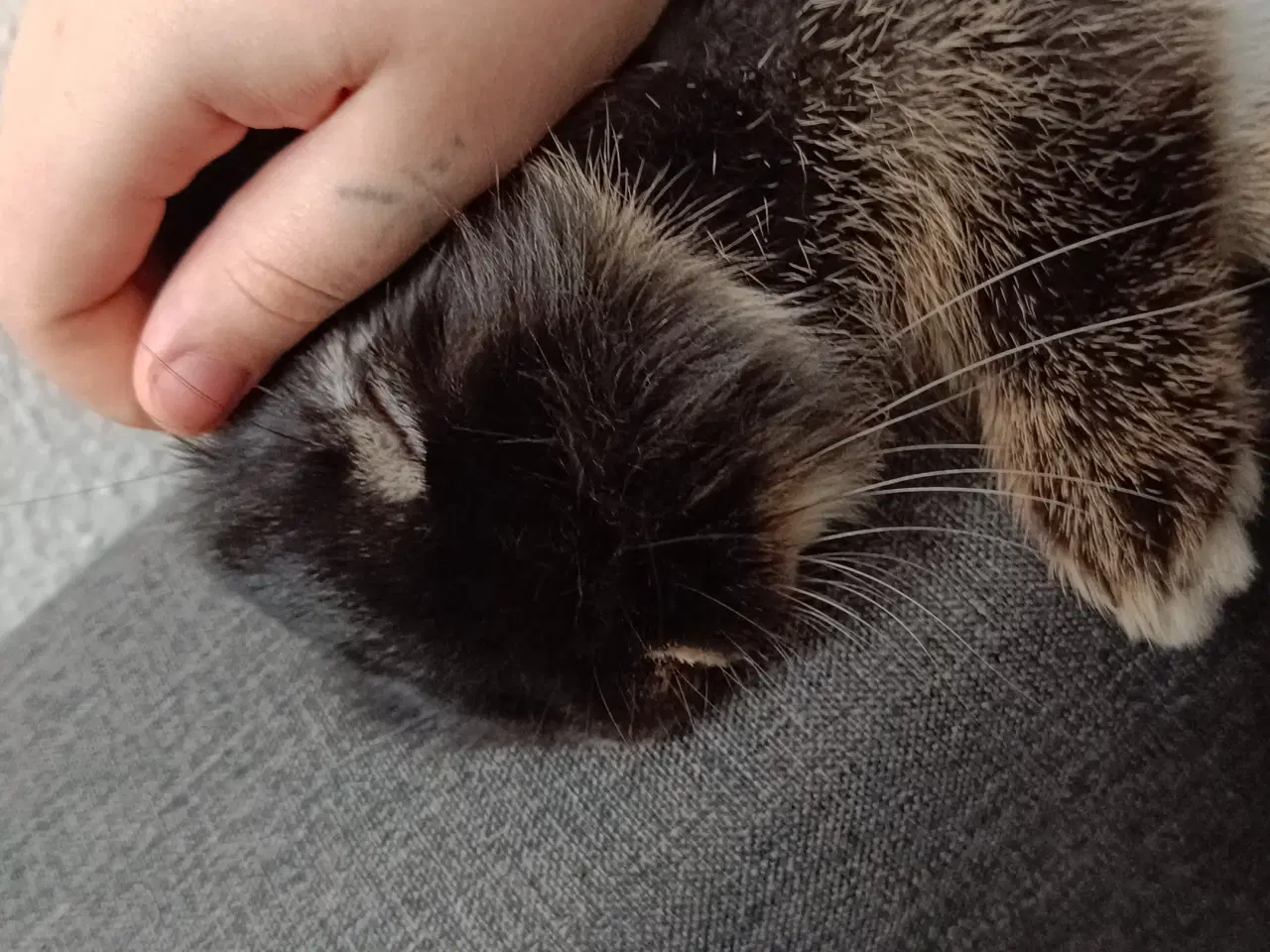 Billede 2 - Sød kanin gives væk