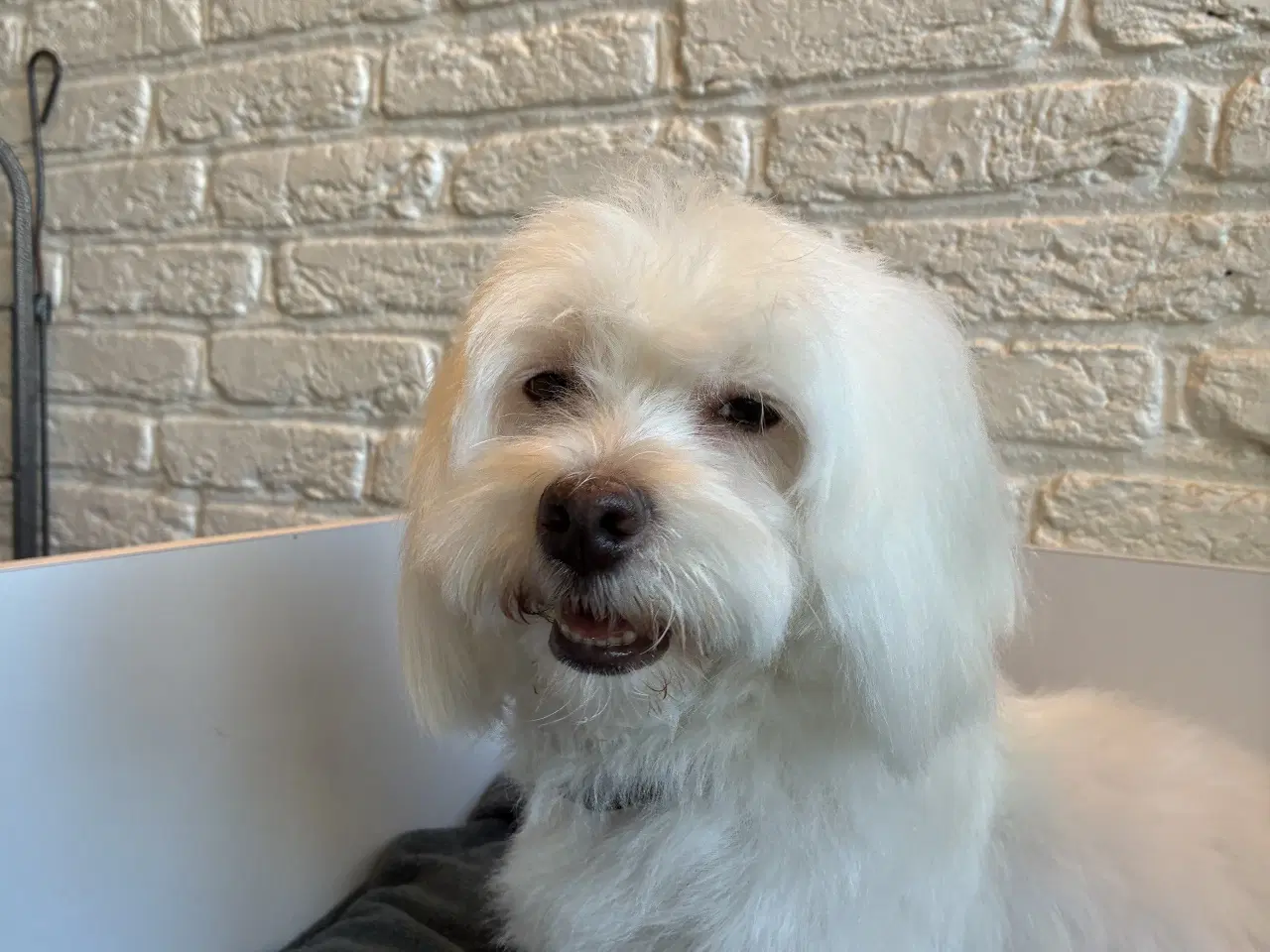 Billede 14 - Søde små Havaton hvalpe