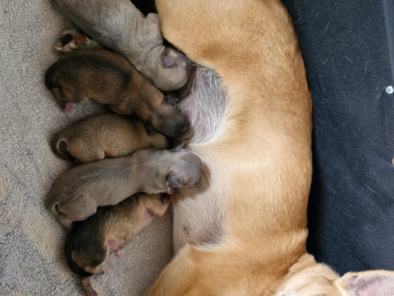 Billede 12 - Ægte chihuahua hvalpe 