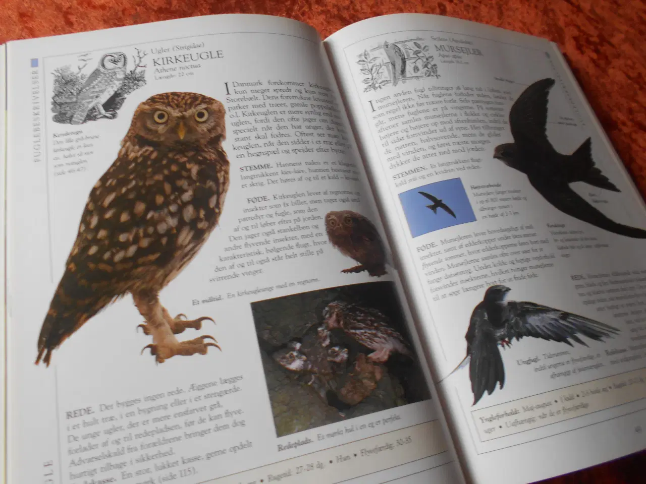 Billede 2 - Fuglehåndbogen, Tommy Dybbro