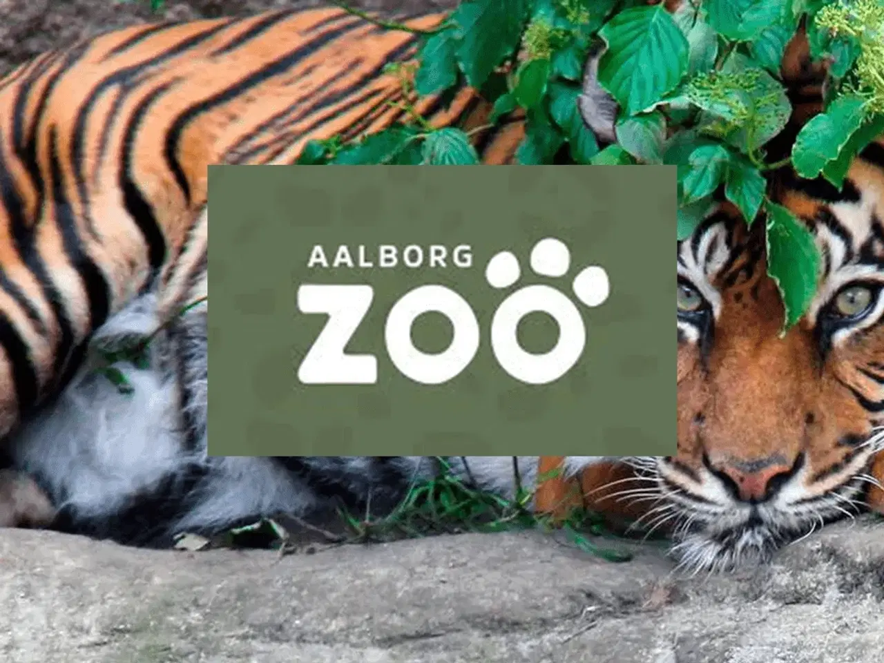 Billede 1 - Aalborg zoo billetter 