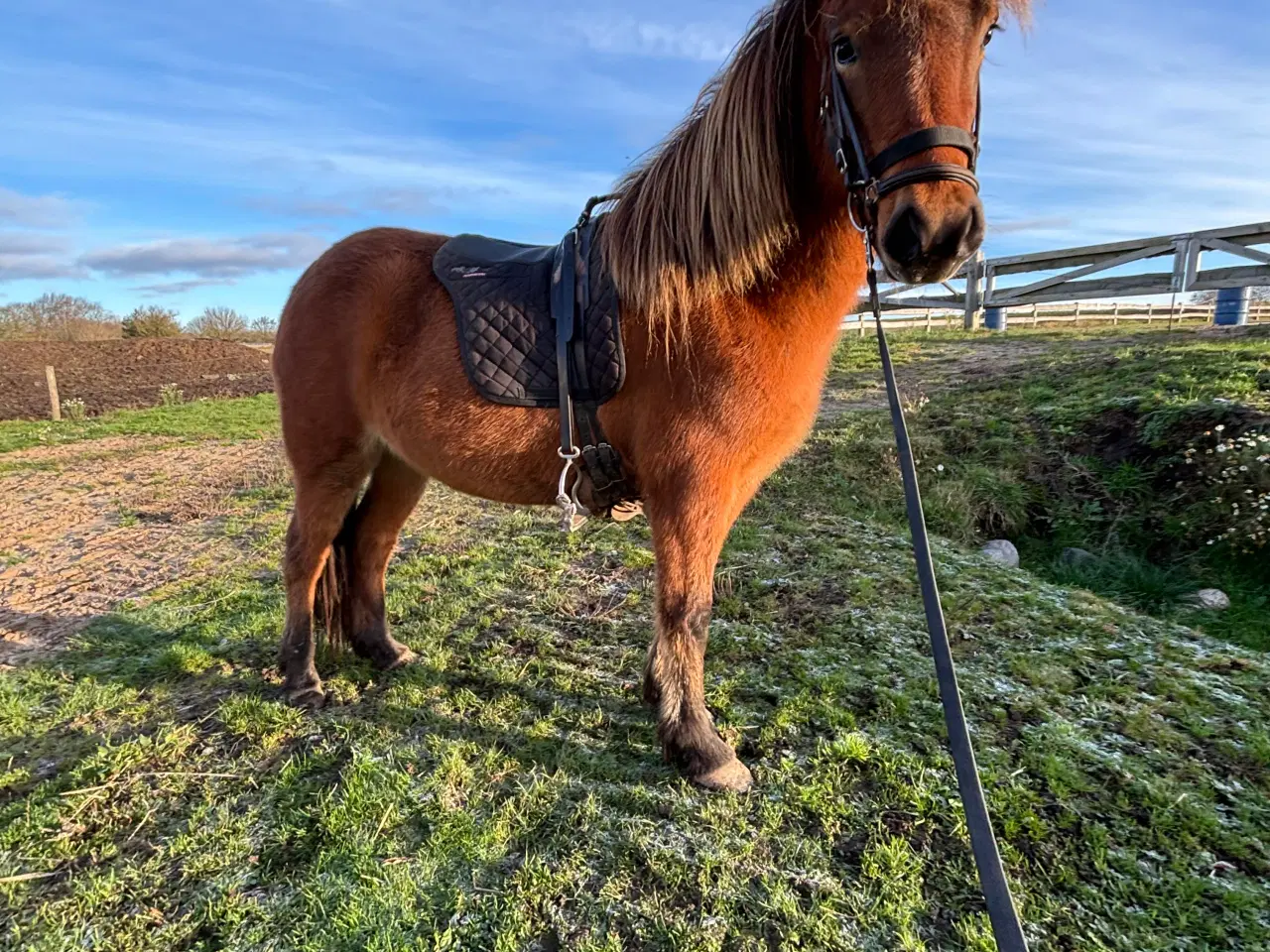 Billede 4 - Spot pris