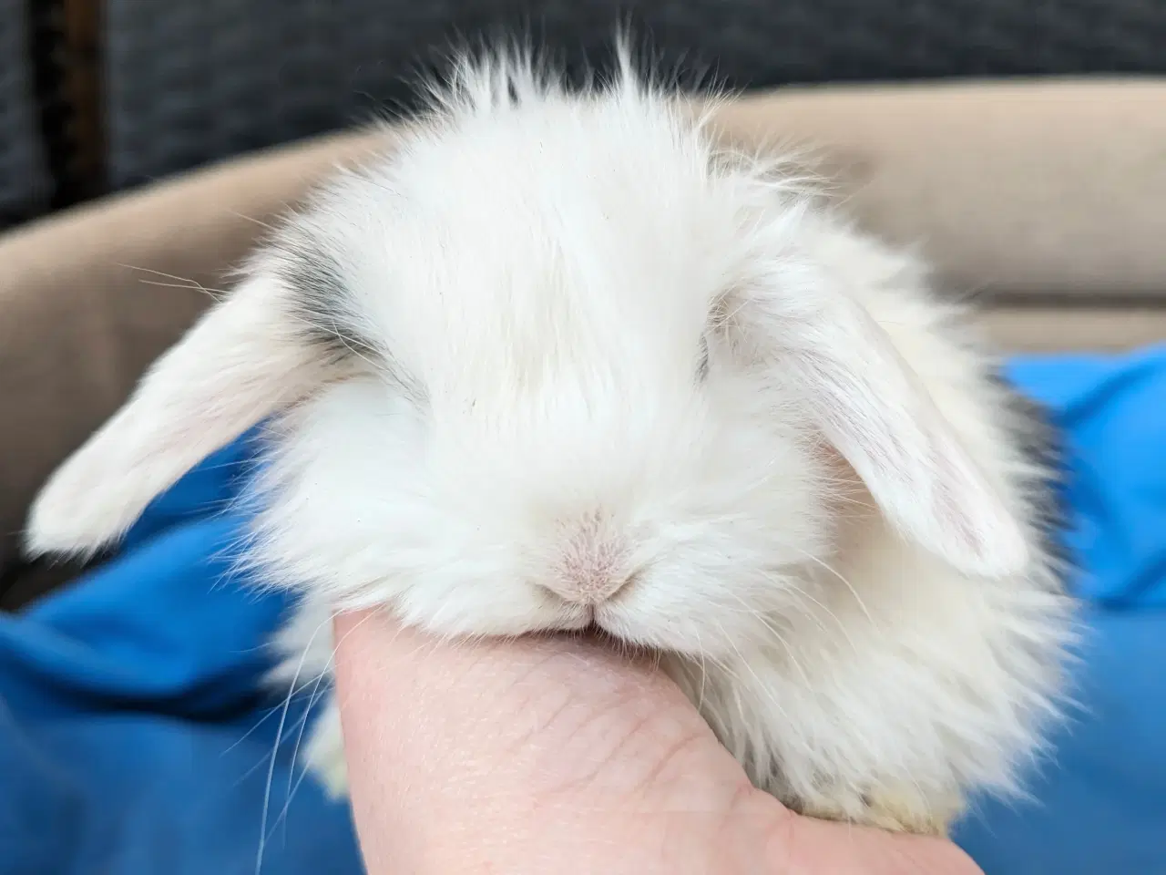 Billede 5 - Minilop kaninunge sælges