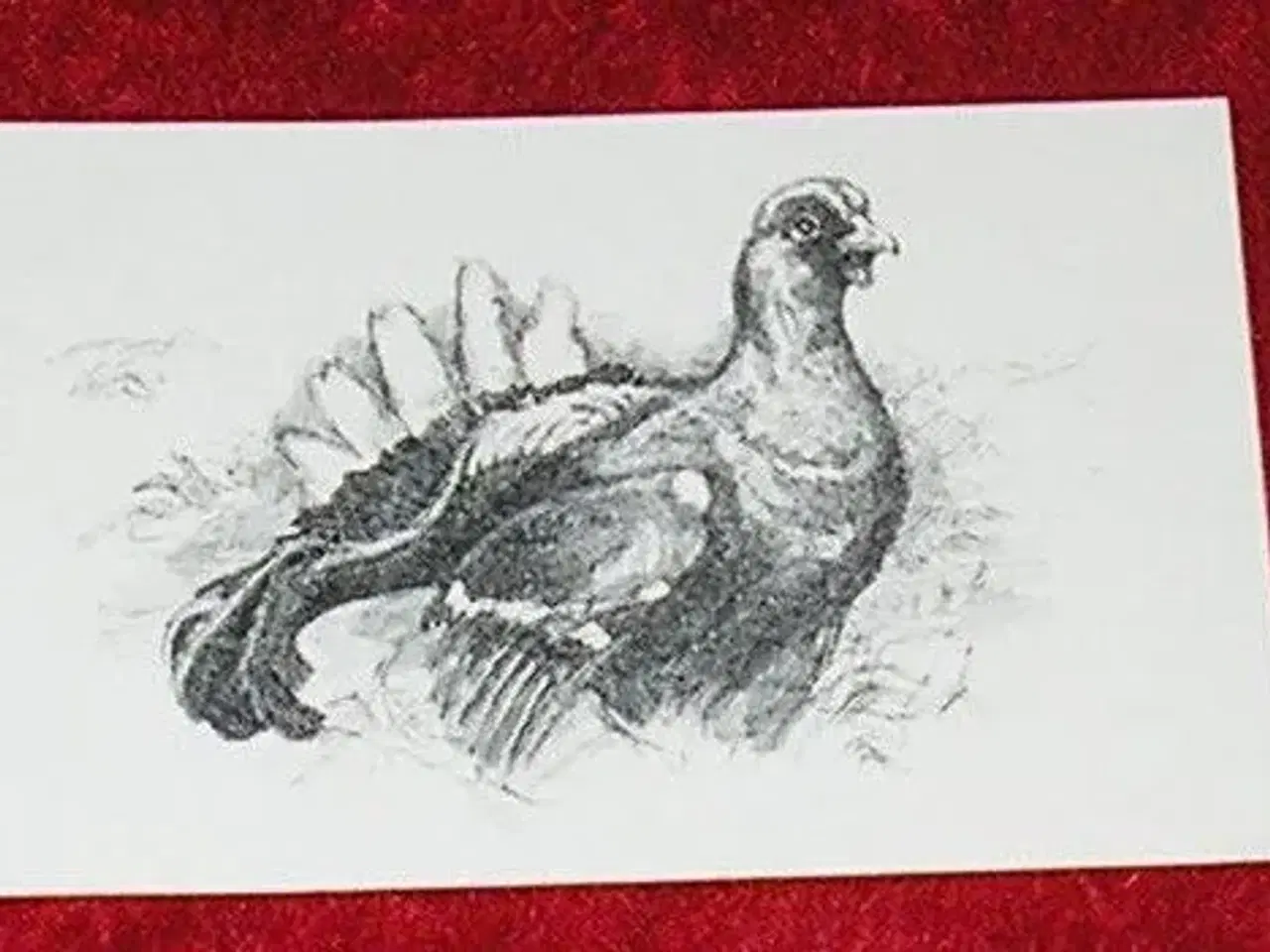 Billede 1 - flot tegning af Tjurfugl. postkort