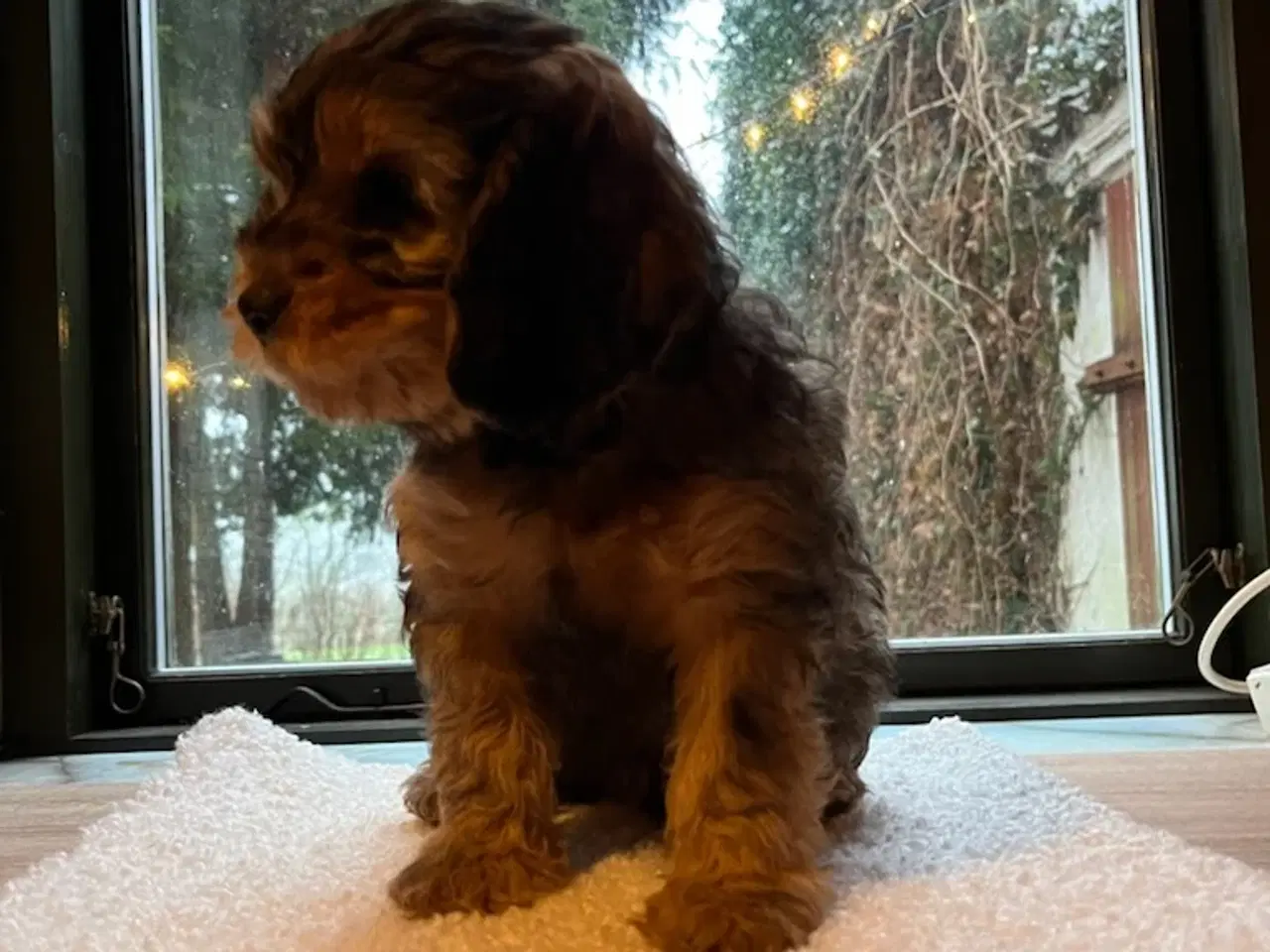 Billede 6 - Beaglier × puddel