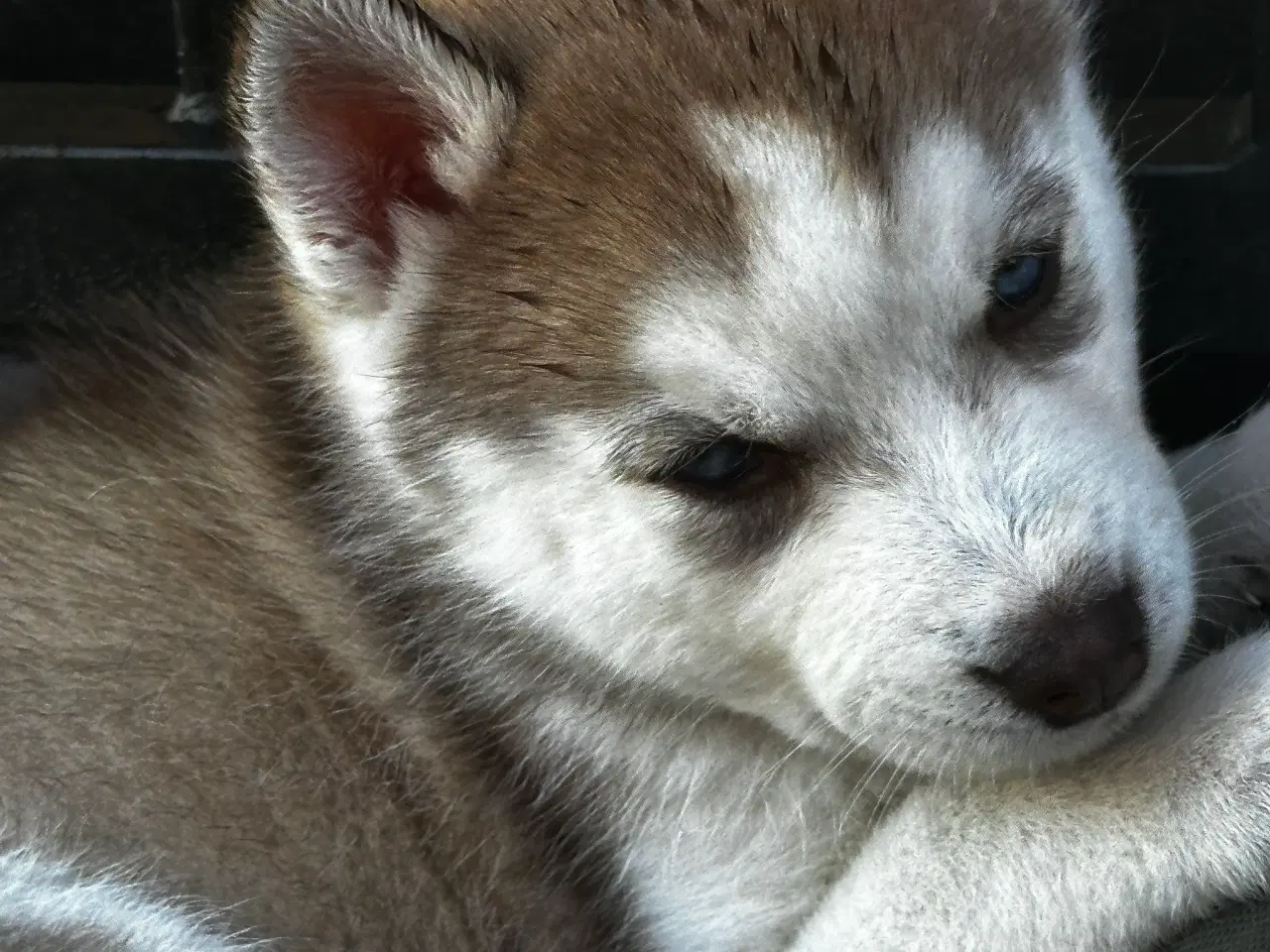 Billede 3 - Husky hvalpe 