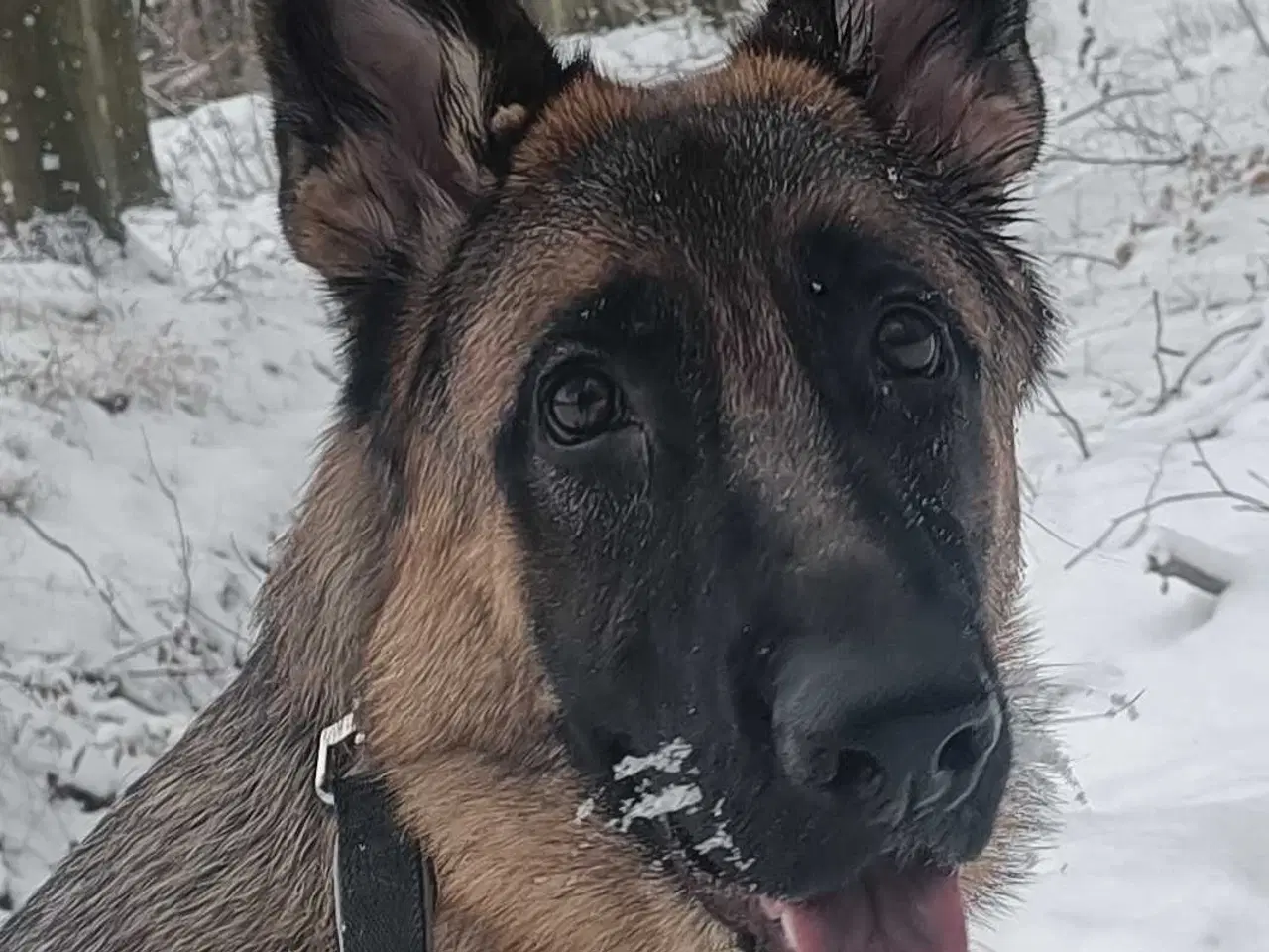 Billede 4 - Schæfer 