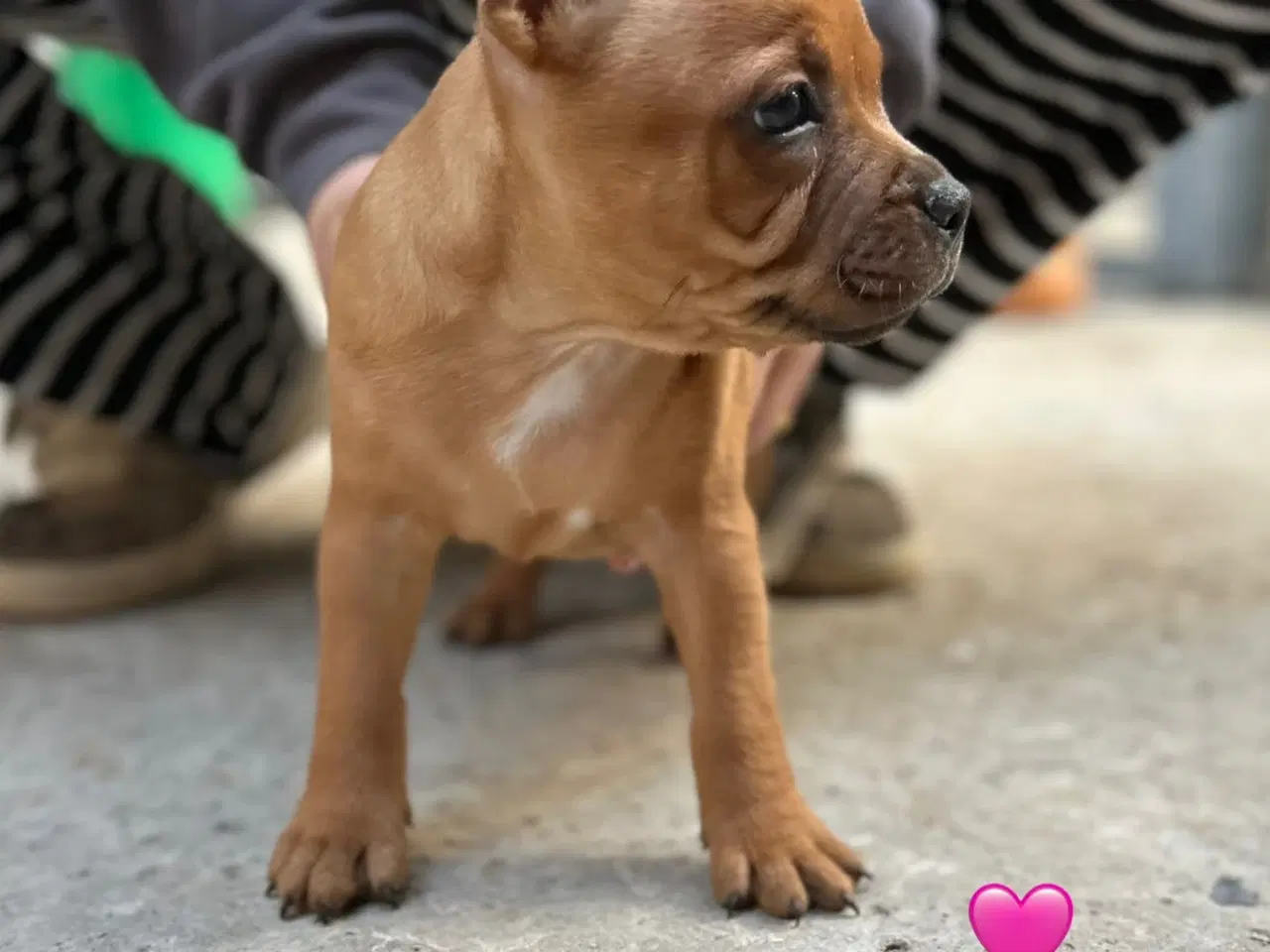 Billede 5 - Røde Staffordshire Bull terrier hvalpe 