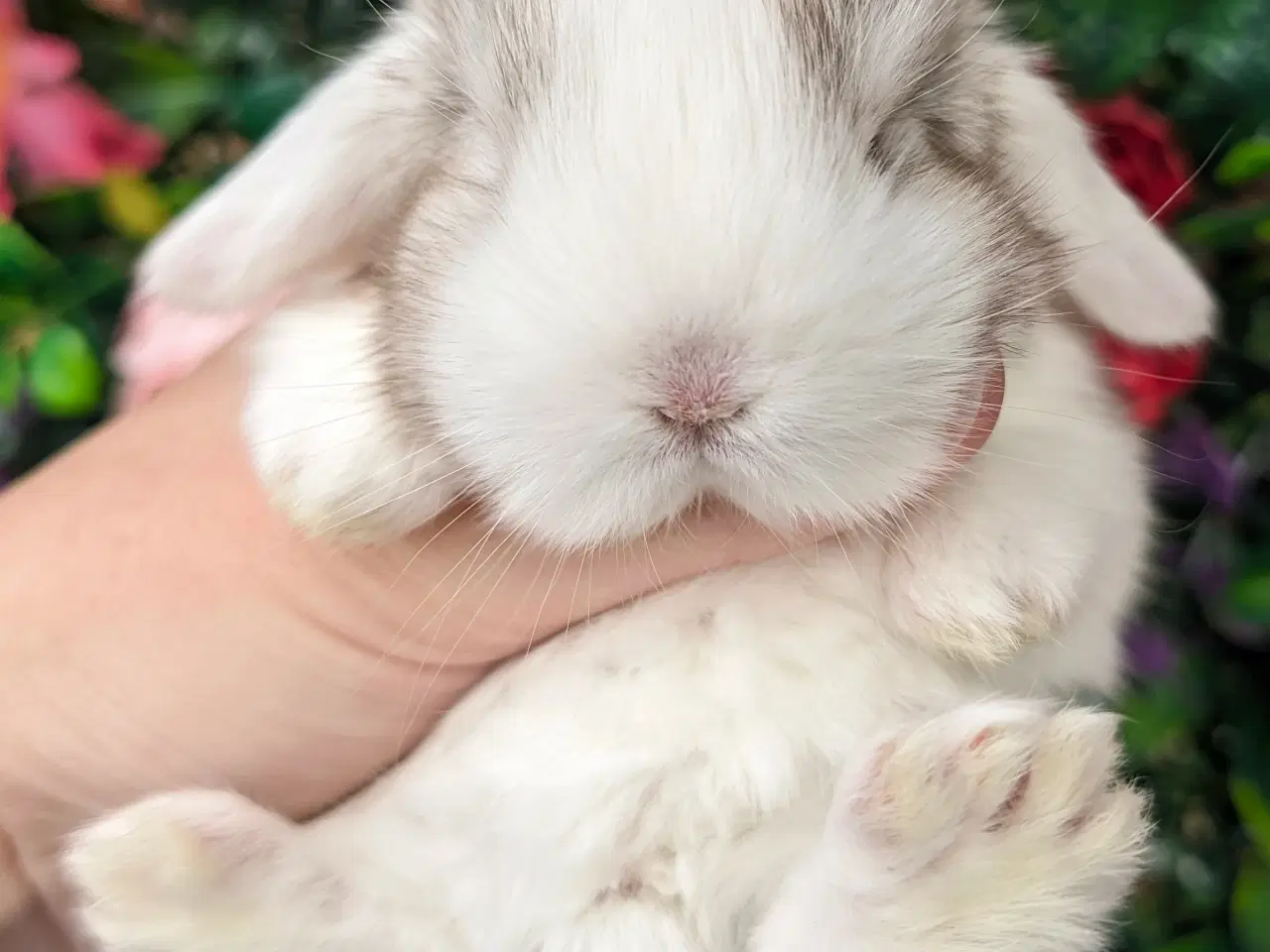 Billede 4 - Minilop kaninunge sælges 