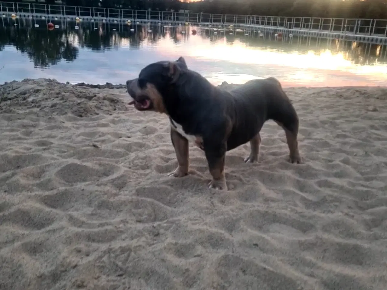 Billede 4 - American Bully Pocket 