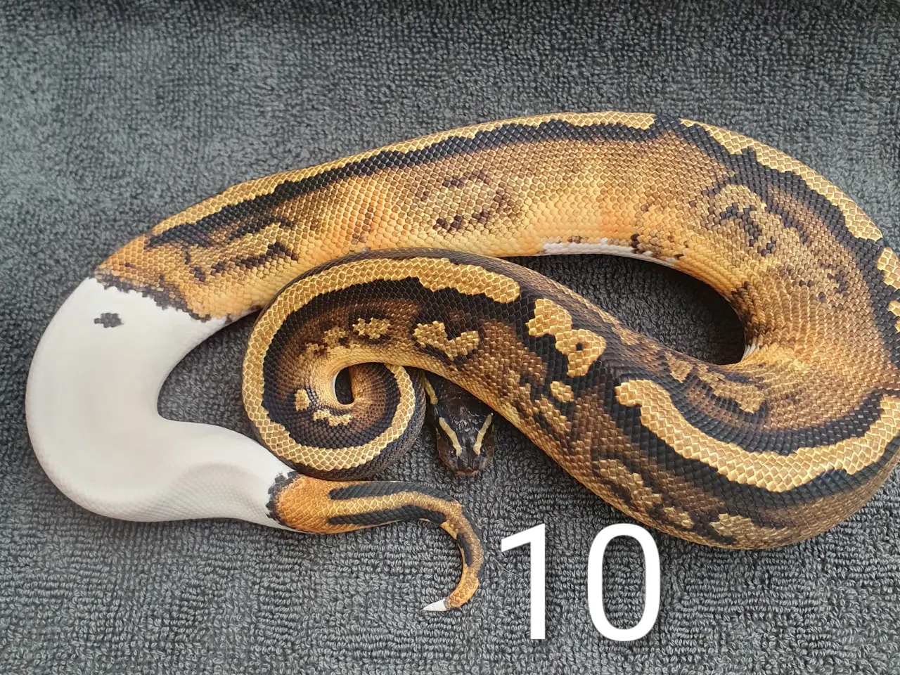 Billede 10 - Kongepython morfer pieds og andet