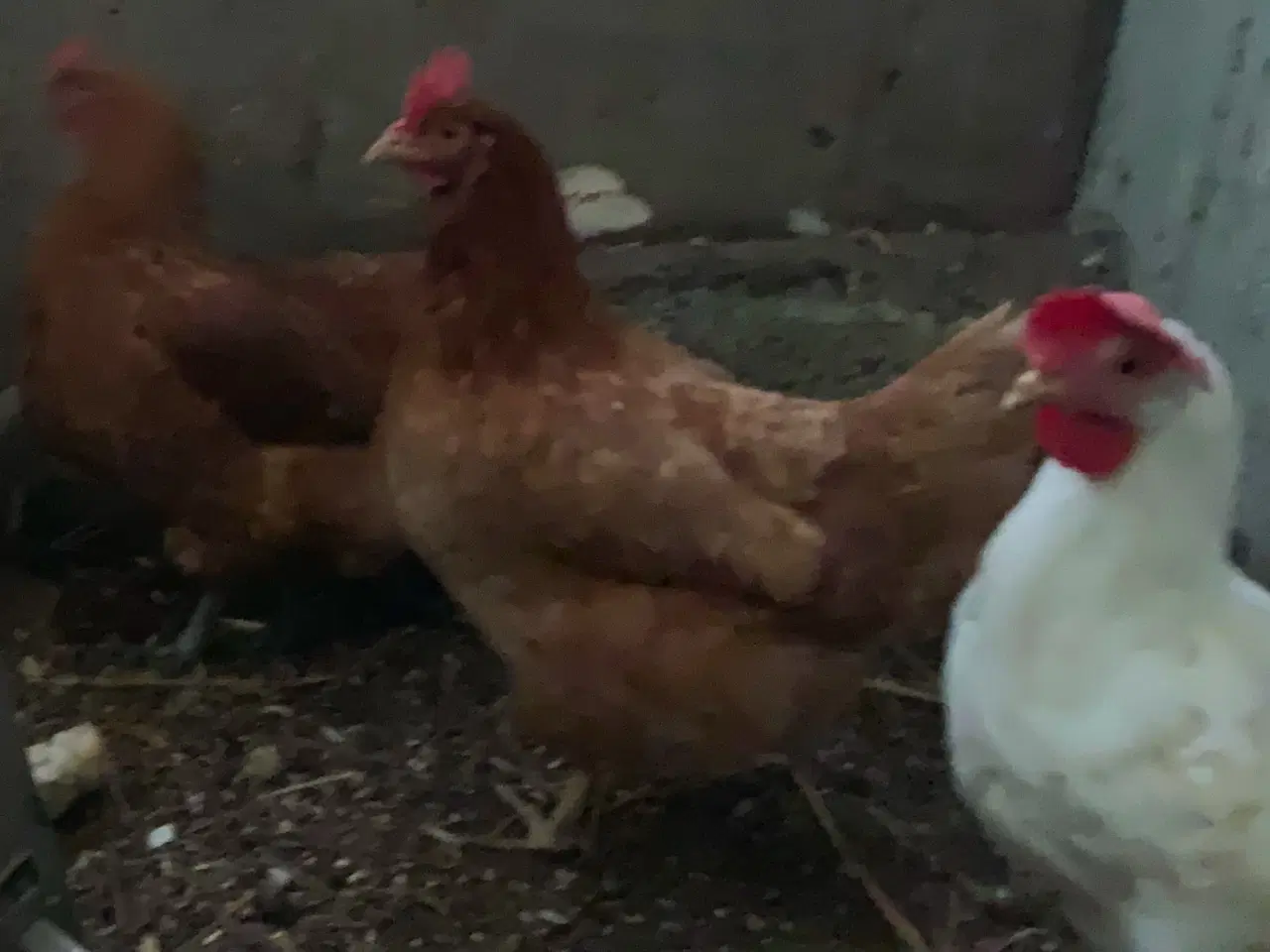 Billede 9 - Rugeæg blandet racer. 🐔❤️af høns