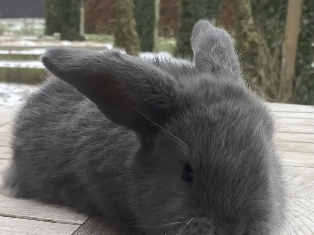 Billede 4 - FRANSK VÆDDER HAN BLÅ