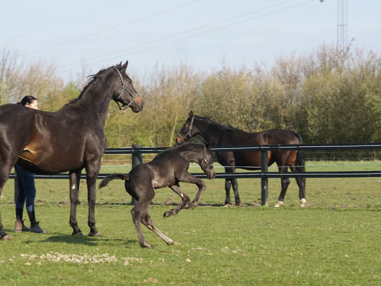 Billede 5 - DV Hovedstambog Avlshoppe