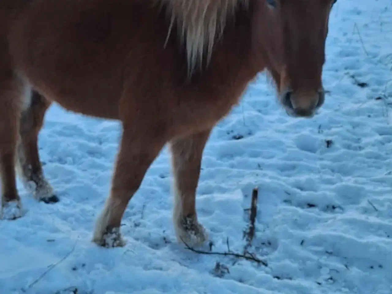 Billede 1 - lækre islænder hingste 3 og 4 år