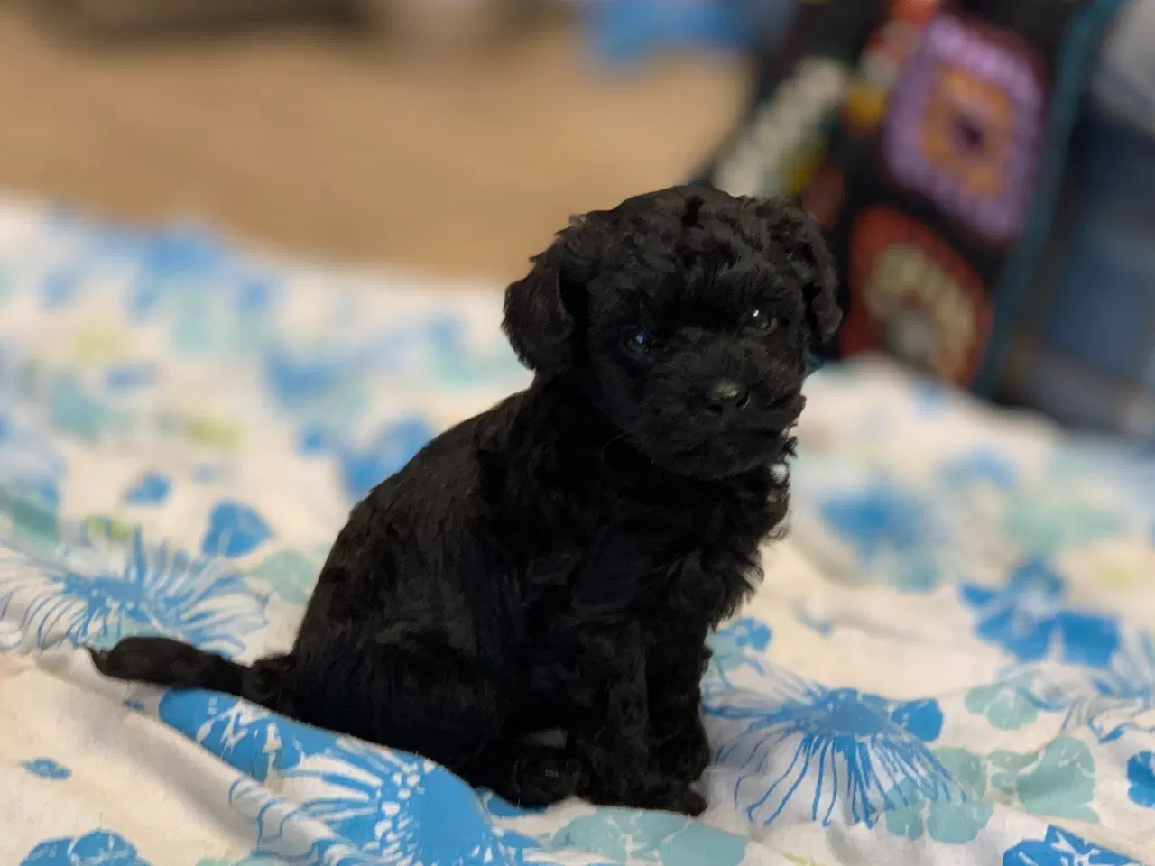 Billede 10 - Mini Maltipoo babyer 